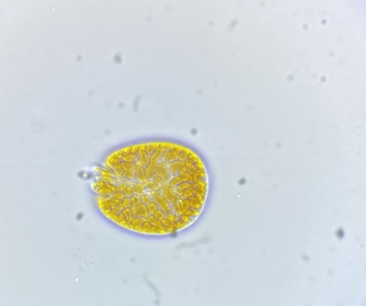 Amphidinium cell