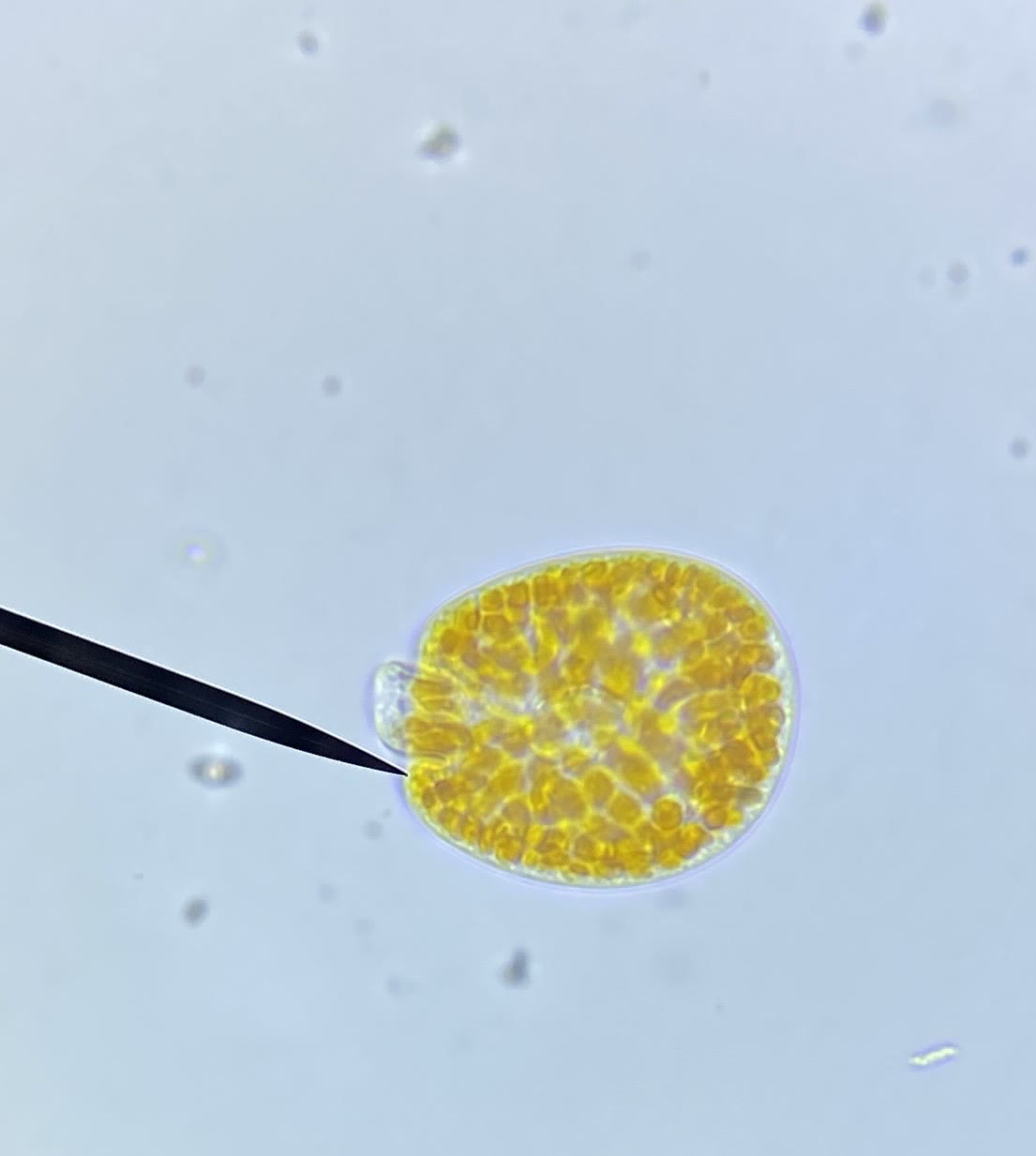 Amphidinium cell