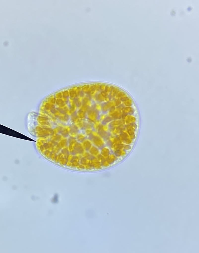 Amphidinium cell