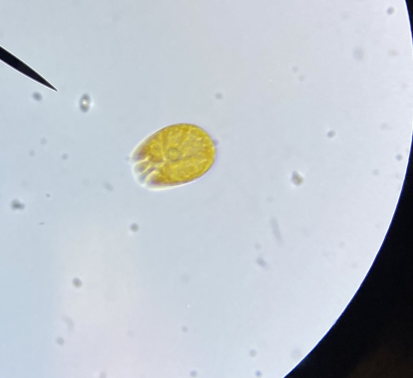 Amphidinium cell