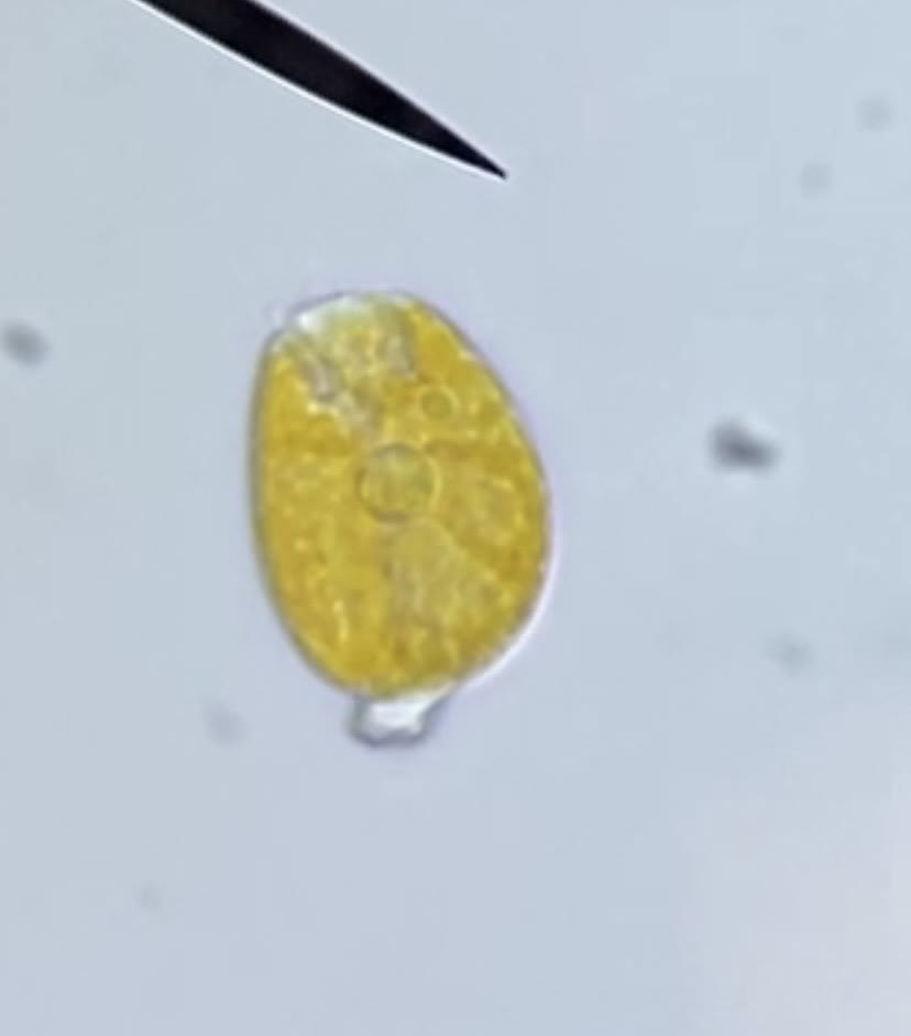 Amphidinium cell