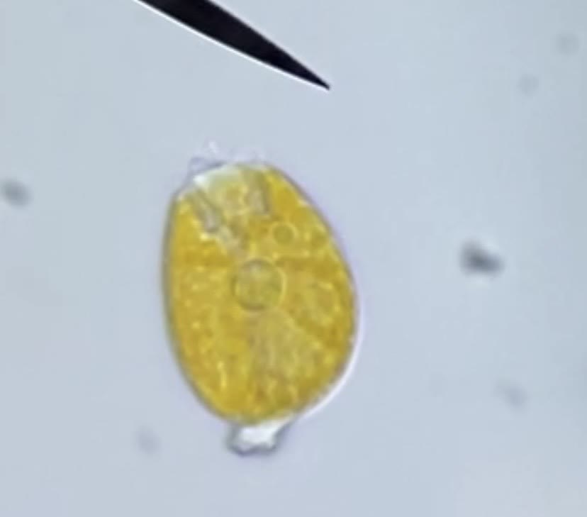 Amphidinium cell