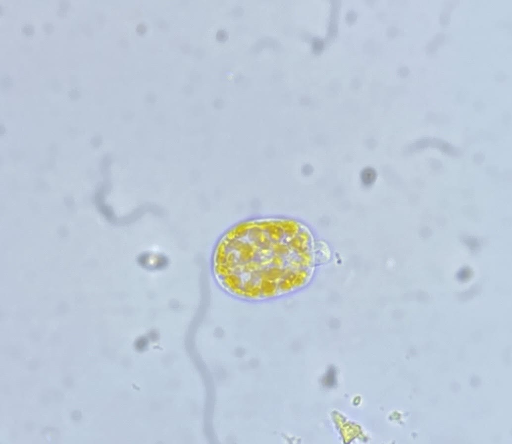 Amphidinium cell